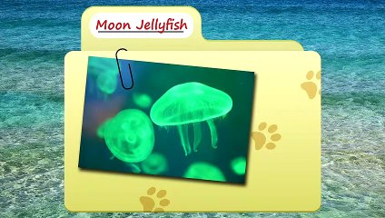 Moon Jellyfish facts animals that have been to space  Animal Fact Files