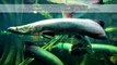 Arapaima facts one of the bonytongues  Animal Fact Files