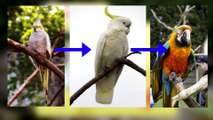 Cockatoo facts some of the most widely owned birds in the world  Animal Fact Files