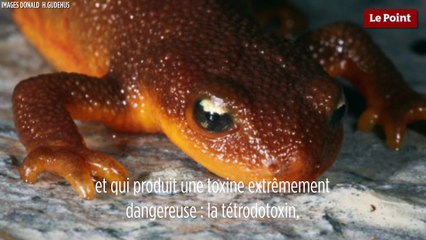 Le biomimétisme par Idriss Aberkane : le serpent et la salamandre