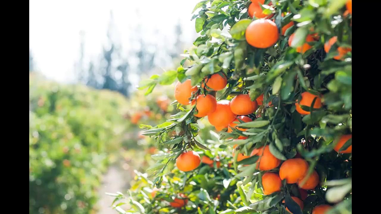 Global Green Eco-Rich Carbon-Negative Economy Can Cool Down The Planet, Prevent Pollution- Depletion