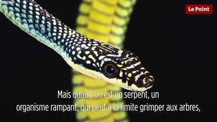 Le biomimétisme par Idriss Aberkane : le serpent-planeur