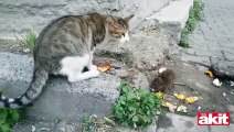 Mahallenin kedilerine kafa tutan delikanlı fare