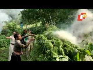 Ganjam Police Destroys Ganja Plants Worth Rs 2 Crore