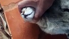 Gatos adorables