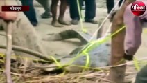 नदी से निकलकर गांव की आबादी के बीच पहुंचा विशालकाय मगरमच्छ