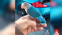 Funny -  Birds And Parrots Videos Compilation Cute Moment Of Animals - Cute Parrots #2