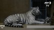Naissance de bébés tigres blancs indiens au zoo de Liberec
