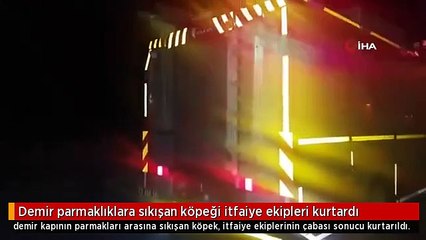 Demir parmaklıklarına sıkışan köpeği itfaiye ekipleri kurtardı