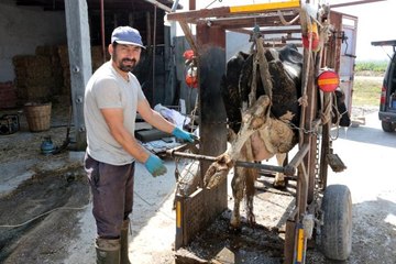Büyükbaş hayvanlara önce pedikür sonra oje