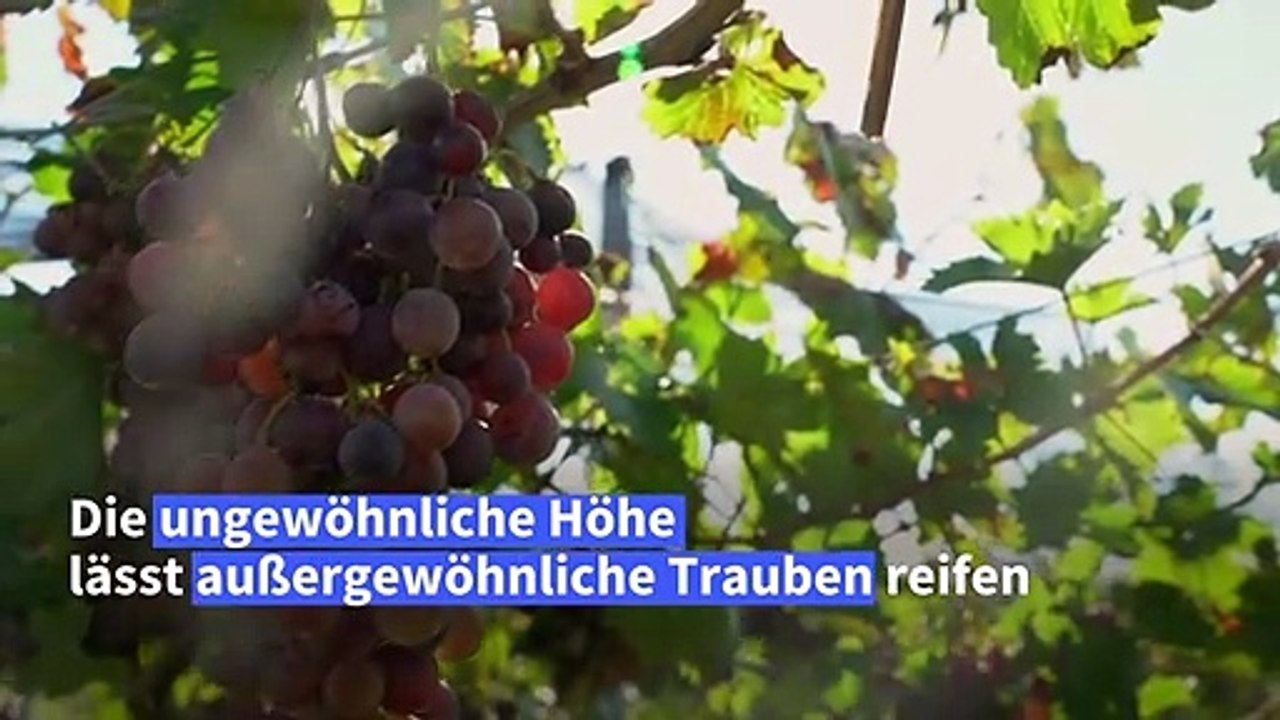 Bolivien: Wein aus 2000 Meter Höhe