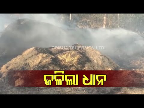 Hundreds Of Quintals Paddy Burnt To Ashes In Dharmagarh