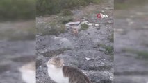 - Tilki, kedilerin yemeğine ortak oldu