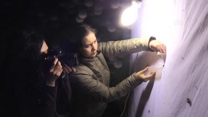 Kadın akademisyenler Amanoslar'da gece kelebeklerinin izini sürüyorlar (1)