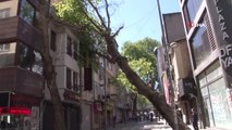Kartal'da 100 yıllık ağaç, iş yerinin çatısına devrildi