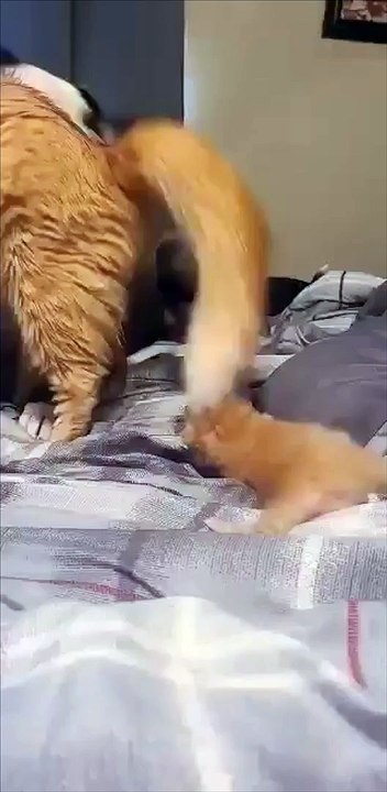 Fur Family Starting the Day With Cuddles