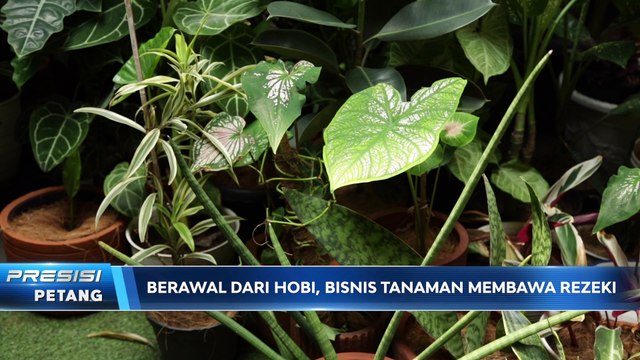 Hampers Tanaman Jadi Souvenir Unik Incaran Jelang Lebaran