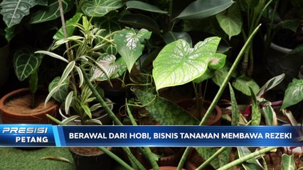 Hampers Tanaman Jadi Souvenir Unik Incaran Jelang Lebaran