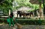 Hanya untuk Warga Jakarta, Kebun Binatang Ragunan Dibuka Besok