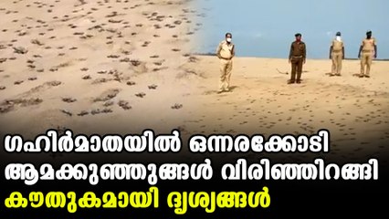 one crore turtles hatch in Odisha Gahirmatha beach | Oneindia Malayalam