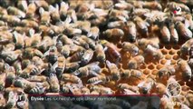 Quand un apiculteur normand installe ses ruches dans les jardins de l’Élysée