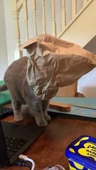 Kitty Steps off Table After Getting Head Stuck in Paper Bag