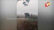 Elephant Herd Wreaks Havoc In Balasore Village, Damage Crops