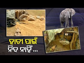 Elephants Enter Balasore Village | Damage Cultivation & Houses