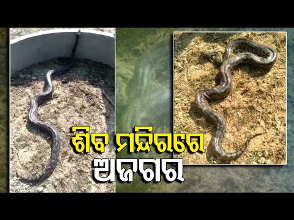 10-Feet Python Rescued From Temple In Boudh