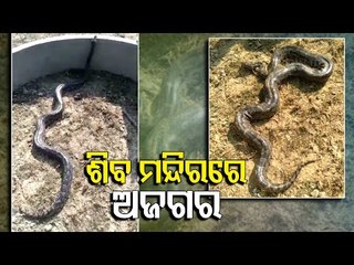 10-Feet Python Rescued From Temple In Boudh