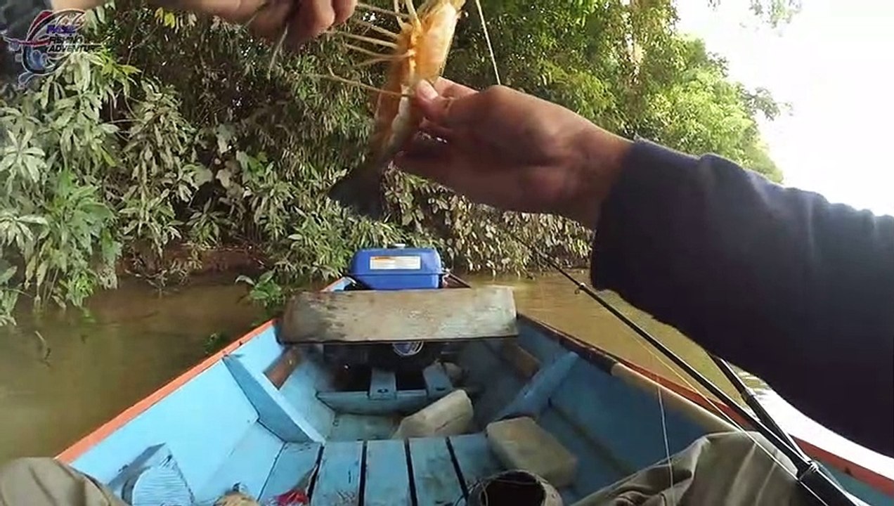 Udang Galah Terbesar Yg Pernah Saya Pancing #113