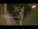 Tigress Samrudhi Gives Birth To 5 Cubs At Aurangabad Zoo