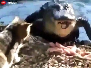 Timsahla kedinin yemek kavgası