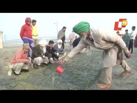 Farmers' Protest-Farmers Start Onion Cultivation At Burari Ground