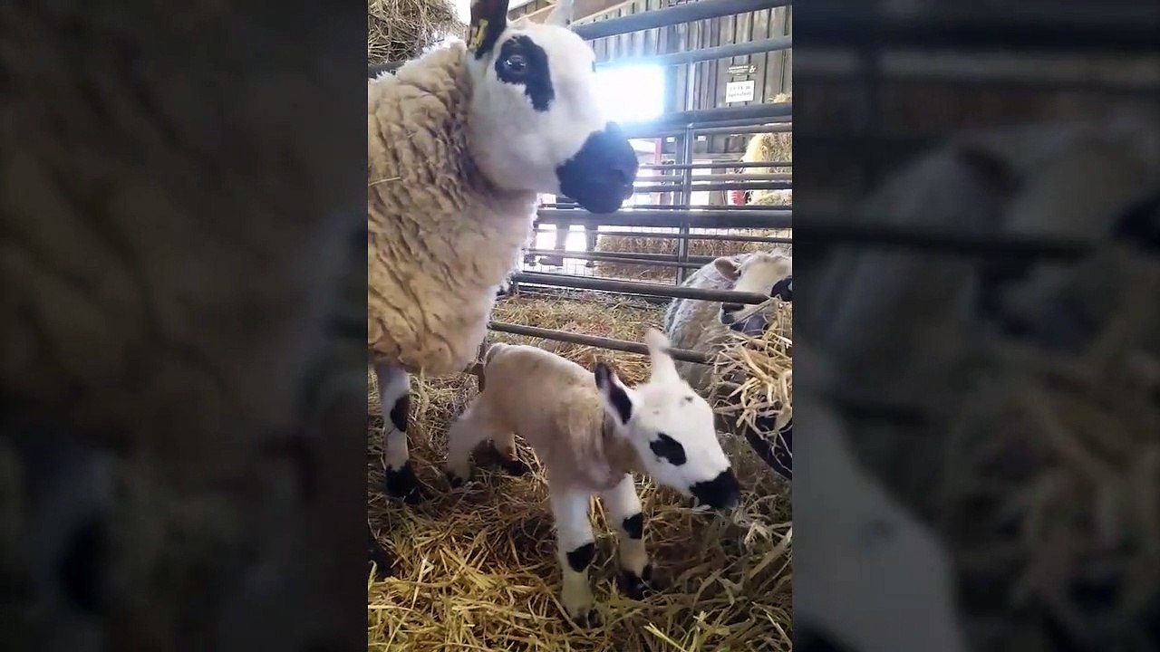 Yeni doğmuş kuzunun şaşkın bakışları!