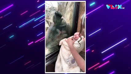 Gorila Ini Menatap Penuh Kasih Saat Seorang Ibu Gendong Bayi