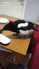 Konuşan karga şaşırttı