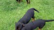 Chó Rottweiler 4  Puppy dog playing funny