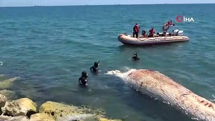 Dünyanın en büyük ikinci balinası, Mersin'de karaya vurdu