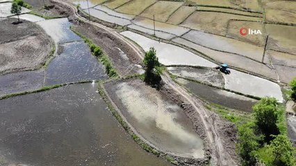 Çiftçilerin meşakkatli "çeltik" ekimi başladı
