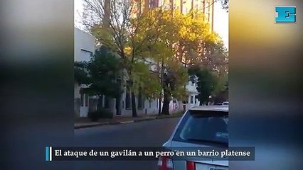 El ataque de un gavilán a un perro en un barrio platense