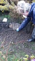 1000th badger vaccinated - Derbyshire Wildlife Trust