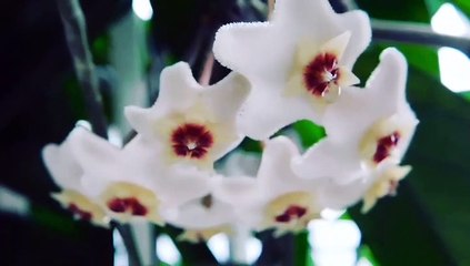 #short nature video,with background music