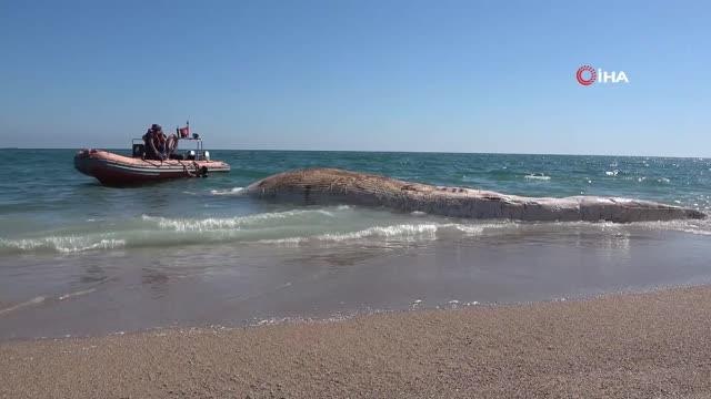 - Sahile çıkarılan dev balina görenleri şaşkına çevirdi