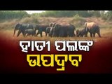 Elephant Herd Wreaks Havoc At Surala Block In Ganjam District
