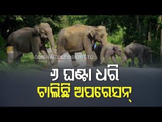 Elephant Herd Stranded At Surala Block In Ganjam District