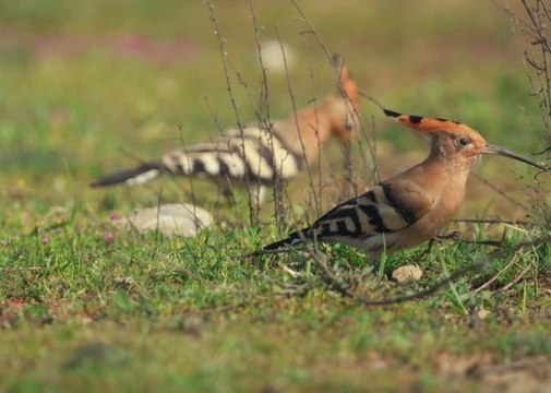 Türkiye dünya sıralamasında 194 gözlem ve 289 kuş türü ile 31'inci sırada yer aldı