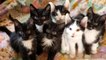 These Are the 200 Most Popular Cat Names of 2020