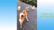 Cute Pets And Funny Animals Compilation - 24 -  Pets Garden ( 720 X 1280 )