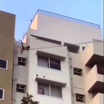 Des singes font de la tyrolienne avec des câbles électriques